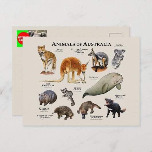 Carte Postale Animaux d'Australie (Devant / Derrière)