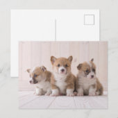Carte Postale Animaux de bébés cutest | 3 Baby Corgis (Devant / Derrière)