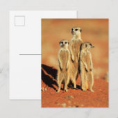 Carte Postale Animaux de bébés cutest | 3 Meerkats (Devant / Derrière)