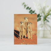 Carte Postale Animaux de bébés cutest | 3 Meerkats (Debout devant)