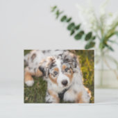 Carte Postale Animaux de bébés cutest | Australian Shepherd Pupp (Debout devant)