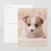 Carte Postale Animaux de bébés cutest | Baby Corgi (Devant / Derrière)