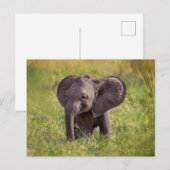 Carte Postale Animaux de bébés cutest | Baby Elephant Kenya Afri (Devant / Derrière)
