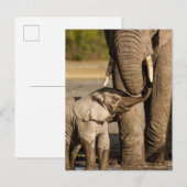 Carte Postale Animaux de bébés cutest | Baby Elephant & Mama (Devant / Derrière)