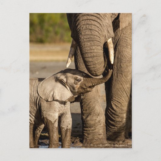 Carte Postale Animaux de bébés cutest | Baby Elephant & Mama (Devant)