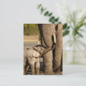 Carte Postale Animaux de bébés cutest | Baby Elephant & Mama (Debout devant)