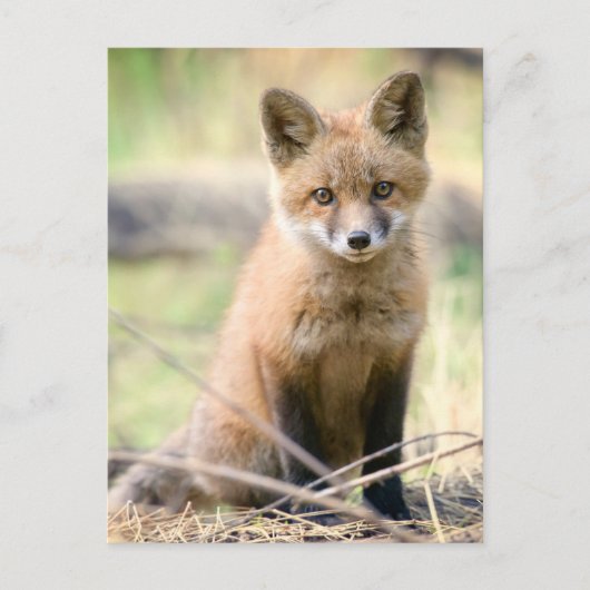 Carte Postale Animaux de bébés cutest | Baby Fox (Devant)