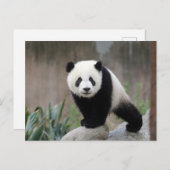 Carte Postale Animaux de bébés cutest | Baby Panda géant (Devant / Derrière)