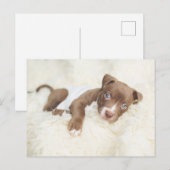 Carte Postale Animaux de bébés cutest | Baby Pit Bull Puppy (Devant / Derrière)