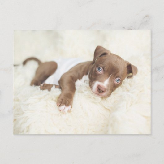 Carte Postale Animaux de bébés cutest | Baby Pit Bull Puppy (Devant)
