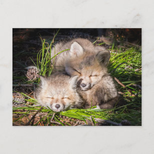 Carte Postale Animaux de bébés cutest   Baby Red Fox Kits Sleepi