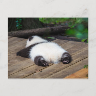 Carte Postale Animaux de bébés cutest   Bébé Géant Panda Dormir