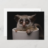 Carte Postale Animaux de bébés cutest | Bébé mignon (Devant / Derrière)