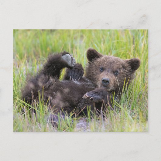 Carte Postale Animaux de bébés cutest | Bébé Ours Brown (Devant)
