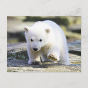 Carte Postale Animaux de bébés cutest   Bébé Ours polaire