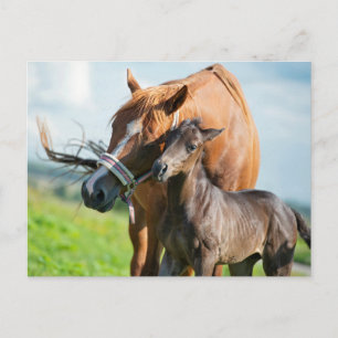 Carte Postale Animaux de bébés cutest Black Foy avec maman