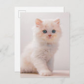 Carte Postale Animaux de bébés cutest | Blue Eye Kitten (Devant / Derrière)