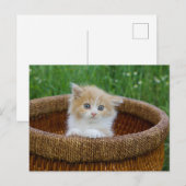 Carte Postale Animaux de bébés cutest | Blue Eyed Kitten (Devant / Derrière)