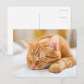 Carte Postale Animaux de bébés cutest | Chat de gingembre dorman (Devant / Derrière)