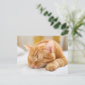 Carte Postale Animaux de bébés cutest | Chat de gingembre dorman (Debout devant)