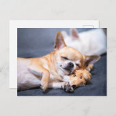 Carte Postale Animaux de bébés cutest | Chihuahua Chig aux cheve (Devant / Derrière)