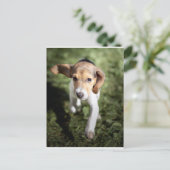 Carte Postale Animaux de bébés cutest | Chiot Beagle (Debout devant)
