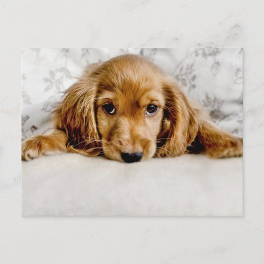 Carte Postale Animaux de bébés cutest | Cocker Spaniel (Devant)