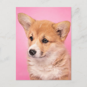Carte Postale Animaux de bébés cutest   Corgi Chiot rose