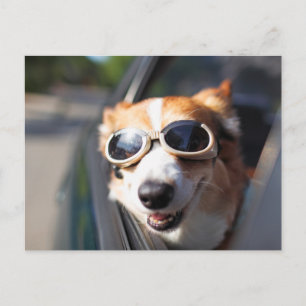 Carte Postale Animaux de bébés cutest   Corgi lunettes dans la v