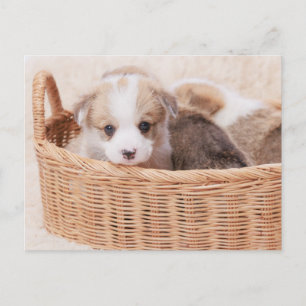 Carte Postale Animaux de bébés cutest Corgi Miny Puppy