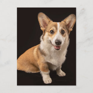 Carte Postale Animaux de bébés cutest   Corgi Portrait sur Noir