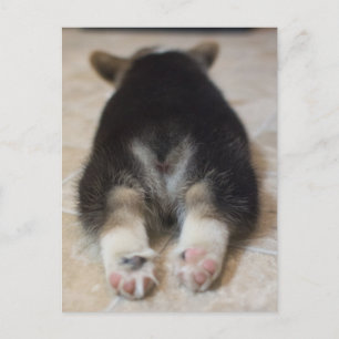 Carte Postale Animaux de bébés cutest Corgi Puppy Derrière