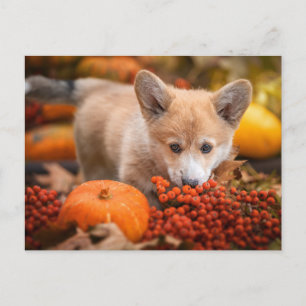 Carte Postale Animaux de bébés cutest   Corgi Puppy en automne