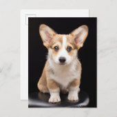 Carte Postale Animaux de bébés cutest | Corgi Puppy Standing Hau (Devant / Derrière)