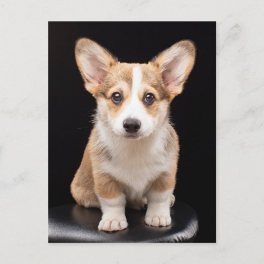 Carte Postale Animaux de bébés cutest | Corgi Puppy Standing Hau (Devant)
