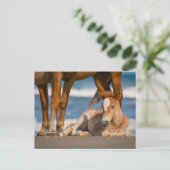 Carte Postale Animaux de bébés cutest | Corolla nouvellement née (Debout devant)