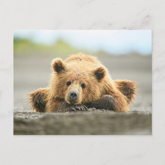 Carte Postale Animaux de bébés cutest | Cub d'ours Brown côtier (Devant)