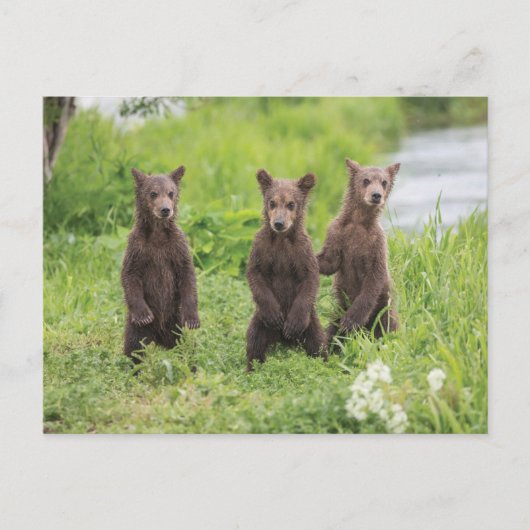 Carte Postale Animaux de bébés cutest | Cubes d'ours Brown Kamch (Devant)
