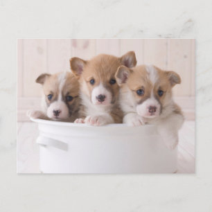 Carte Postale Animaux de bébés cutest   Cute Corgi Chipies dans 