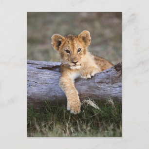 Carte Postale Animaux de bébés cutest   Cute Lion Cub