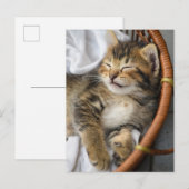 Carte Postale Animaux de bébés cutest | Cute Tabby Chat Dormir (Devant / Derrière)