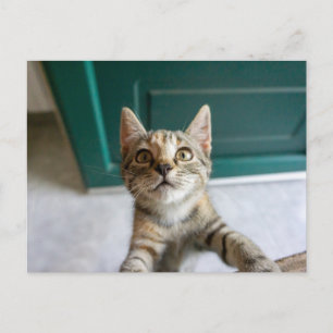 Carte Postale Animaux de bébés cutest   Cute Tabby Kitten