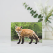 Carte Postale Animaux de bébés cutest | Cutey Fox (Debout devant)