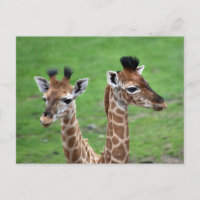 Animaux de bébés cutest | Deux Giraffes pour bébés