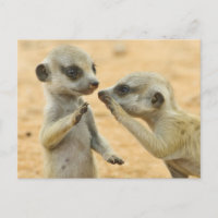 Animaux de bébés cutest | Deux jeunes Meerkats