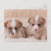 Animaux de bébés cutest | Deux Marionnettes Corgi