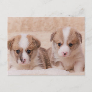Carte Postale Animaux de bébés cutest   Deux Marionnettes Corgi