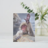 Carte Postale Animaux de bébés cutest | Face de singe de neige (Debout devant)