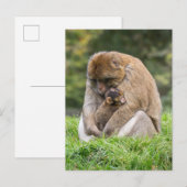 Carte Postale Animaux de bébés cutest | Famille Barbary Macaque (Devant / Derrière)