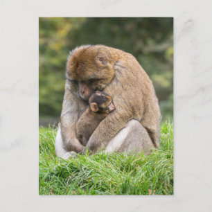 Carte Postale Animaux de bébés cutest Famille Barbary Macaque